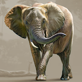 african_elephant270